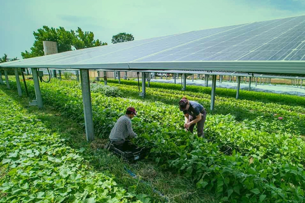 Ombrière agrivoltaïque au-dessus de cultures maraîchères