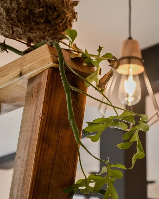 Plante en boule de mousse posée sur le claustra en bois, suspension en bois et verre en arrière-plan