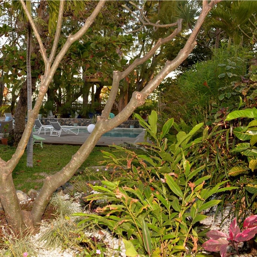 Le jardin tropical de 1000 m2