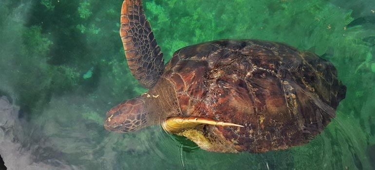 Tortue marine nageant, vue d'en haut