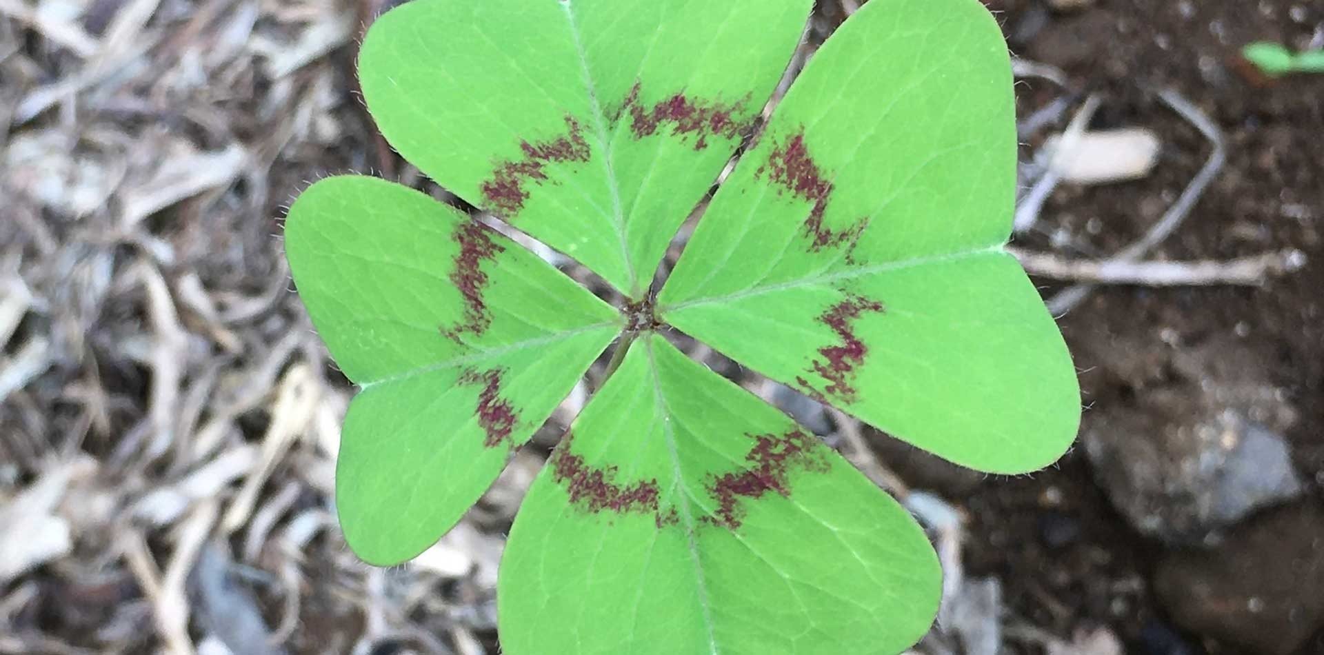 Trèfle à quatre feuilles poussant dans le paillis du jardin