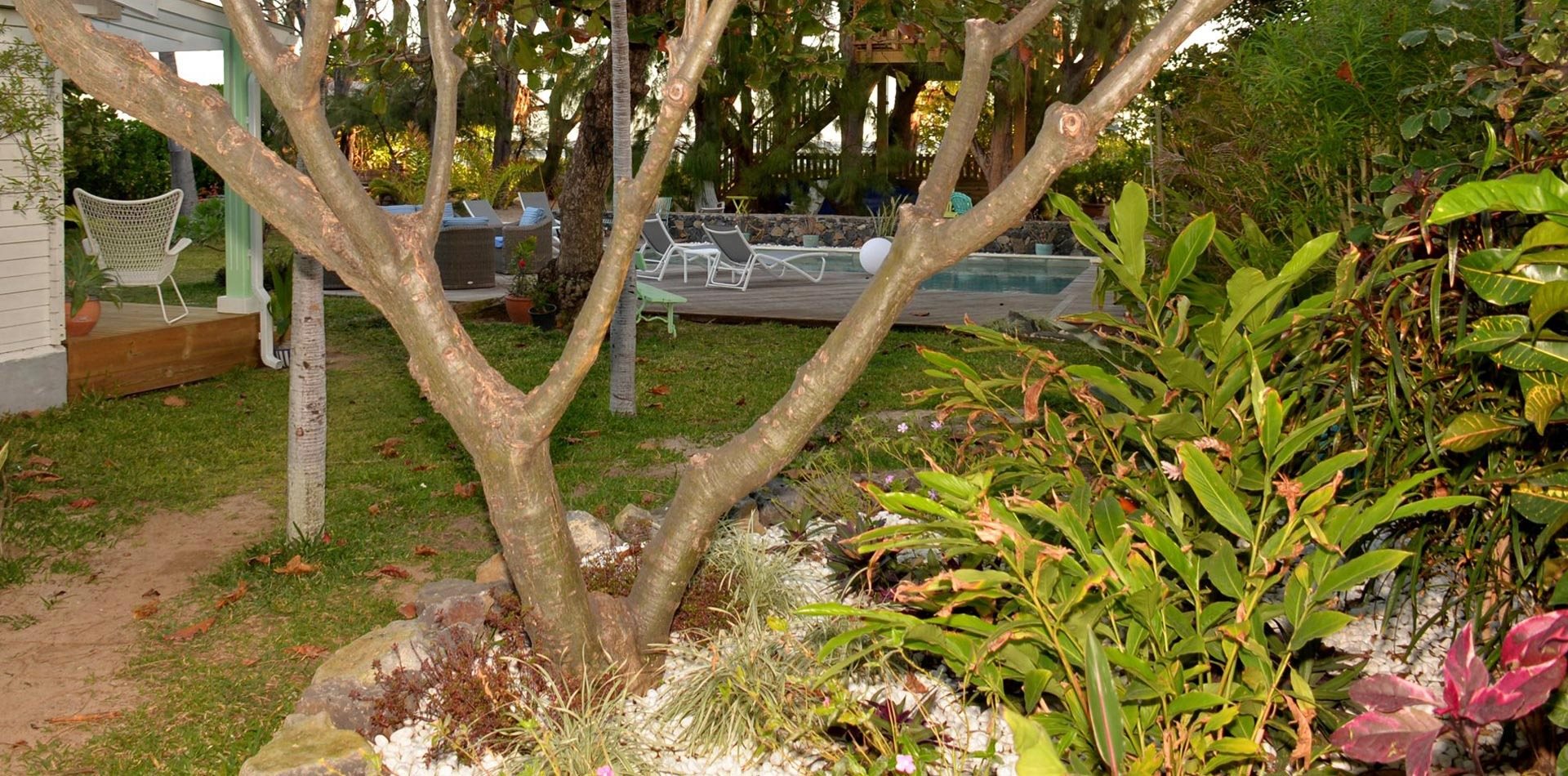 Arbre et massifs de plantes tropicales du jardin, piscine en arrière-plan