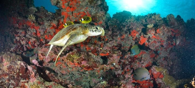 Tortue marine nageant au-dessus des coraux et des poissons tropicaux