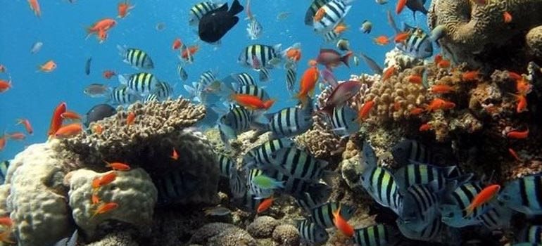Banc de poissons tropicaux autour d'un récif de corail