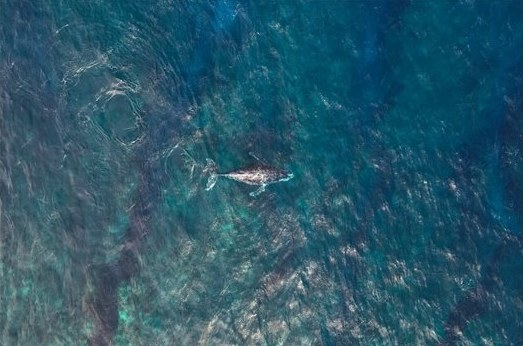 Baleine à bosse vue du ciel dans l'océan Indien