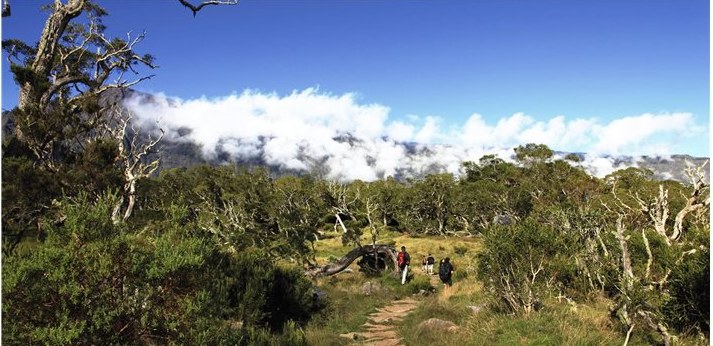Sentier de randonnée dans la forêt des Hauts de l'Ouest, mer de nuages en arrière-plan