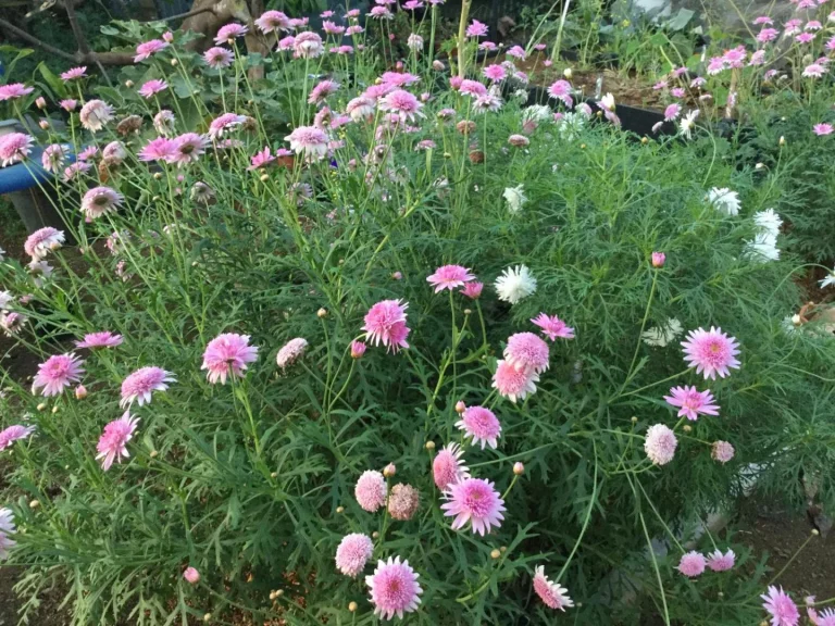 Marguerites roses du jardin de Lé Fé Coco, chambres d'hôtes dans les Hauts de Saint-Paul