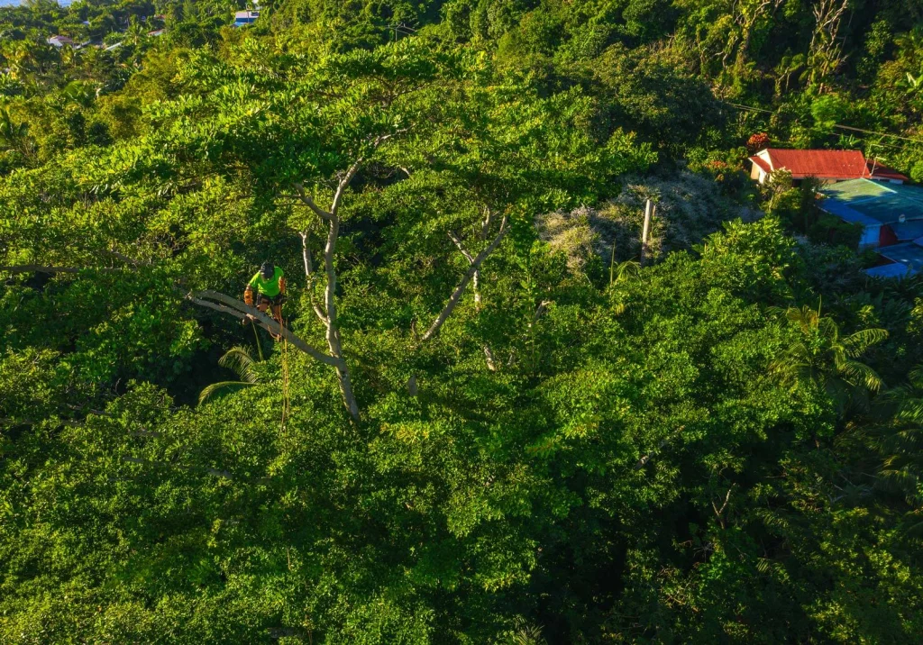 Canopée dense d’arbres tropicaux au-dessus d’un quartier à La Réunion