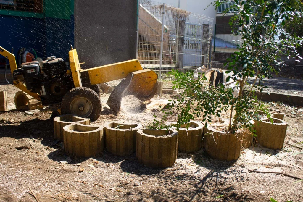Rogneuse de souche en action lors d’un dessouchage à La Réunion