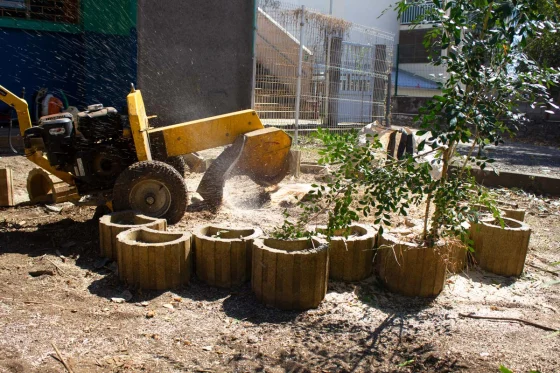 Rogneuse de souche en action lors d’un dessouchage à La Réunion