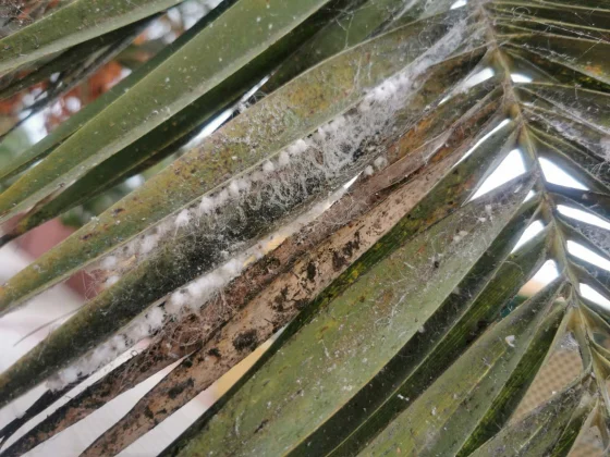 Palmes de palmier abîmées observées lors d’un diagnostic