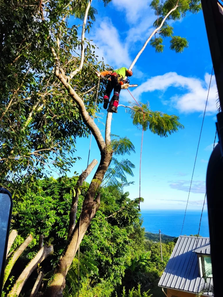 Élagueur dans la cime d’un arbre avec vue sur l’océan à La Réunion