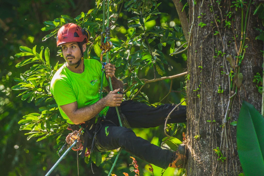 Élagueur-grimpeur certifié en intervention dans un arbre