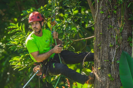 Élagueur-grimpeur certifié en intervention dans un arbre