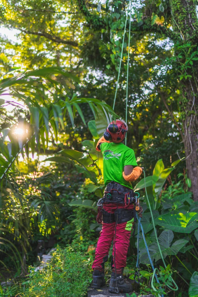 Élagueur-grimpeur encordé dans un jardin tropical à La Réunion