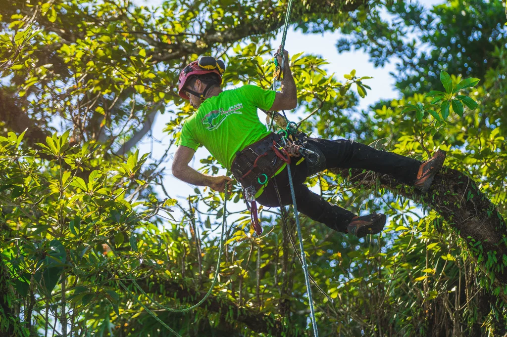 Élagueur encordé dans un arbre à Saint-Gilles