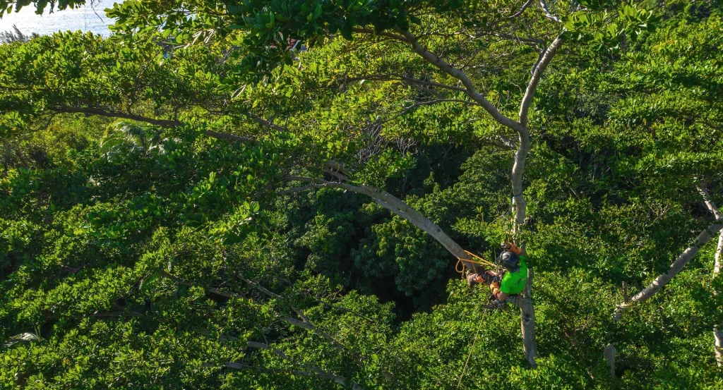 Forêt d’arbres tropicaux à La Réunion