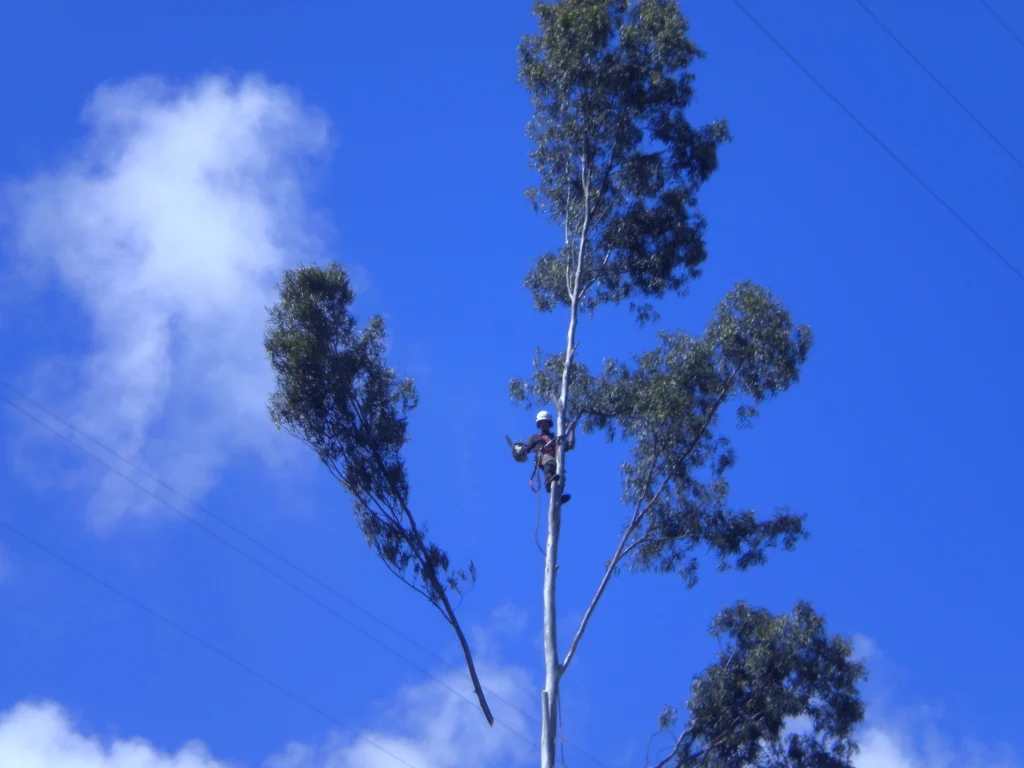 Grand arbre élagué en hauteur sur fond de ciel bleu