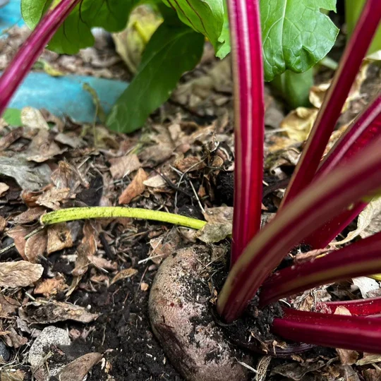 Blettes à côtes rouges cultivées au potager