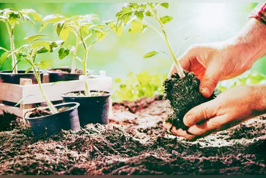 Mains qui plantent un jeune plant dans la terre du potager