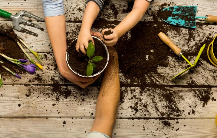 Un enfant et un adulte rempotent un plant ensemble