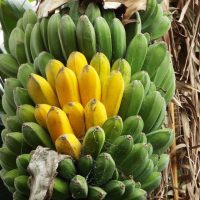 Bananes péi