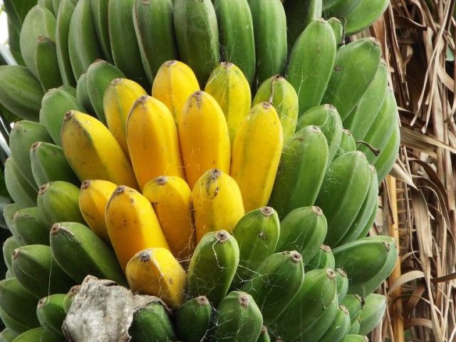 Bananes péi