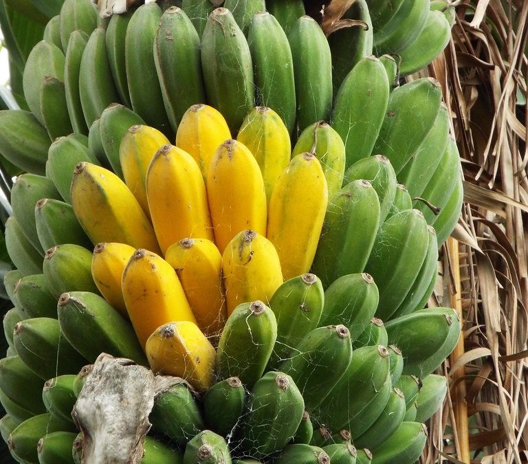 Banane