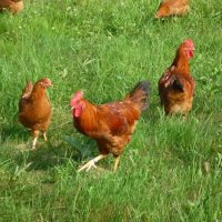 Les Œufs de l’Ouest