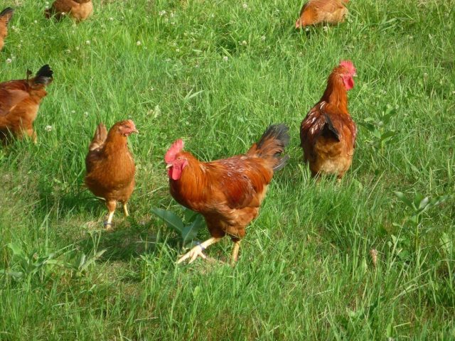 Les Œufs de l’Ouest