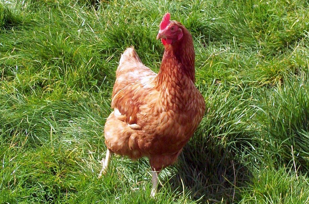 Poulet entier