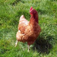 Poulet fermier entier bio