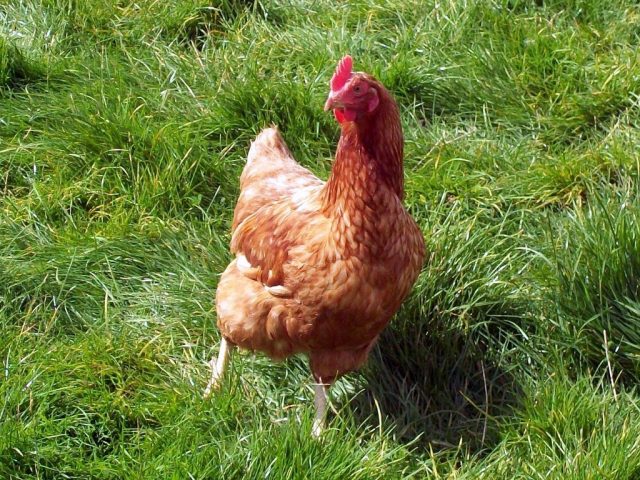 Poulet fermier entier bio