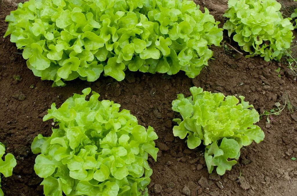 Salade